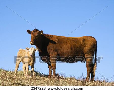 Livestock - A young Charolais-cross beef calf with it View Large Photo Image Stock Image - Livestock - A young Charolais-cross beef calf with it. Fotosearch