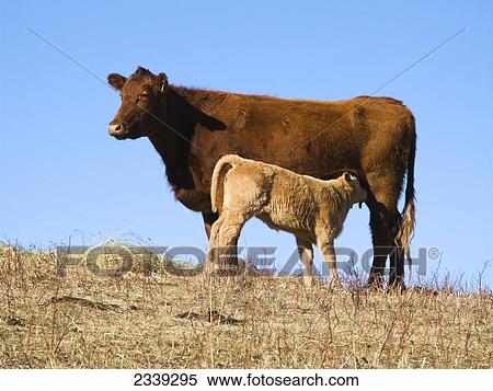 Stock Photography - Livestock - A young Charolais-cross beef calf suckling from it. Fotosearch