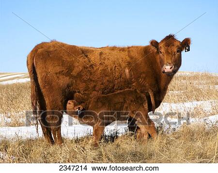 Picture - Livestock - A young Red Angus beef calf suckling from it. Fotosearch