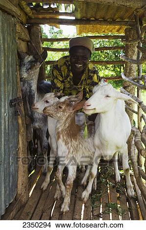 Livestock - An African woman poses with her goats in an enclosure attached to her hut / Kenya, Africa. View Large Photo Image Picture - Livestock - An African woman poses with her goats in an enclosure attached to her hut / Kenya, Africa.. Fotosearch