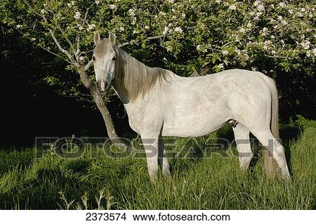 Livestock - An Arabian horse stands near a blooming apple tree in early evening light / near Fort Bragg, California, USA. View Large Photo Image Picture - Livestock - An Arabian horse stands near a blooming apple tree in early evening light / near Fort Bragg, California, USA.. Fotosearch