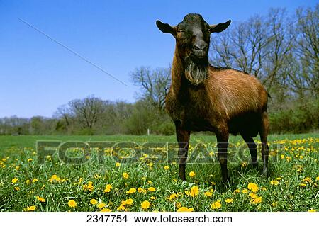 Picture - Livestock - An Oberhasli domestic dairy goat buck on a green pasture with dandelions / Wisconsin, USA.. Fotosearch