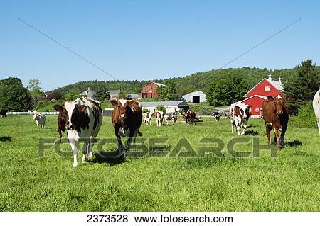 Stock Photo - Livestock - Ayrshire dairy cows on a green pasture with farm buildings in the background / near Newbury, Vermont, USA.. Fotosearch