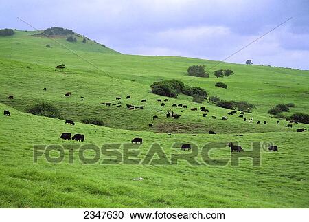 Livestock - Beef cattle, mostly Black Angus, Black Baldie and Hereford, graze on a healthy green pasture / North Kohala, Hawaii, USA. View Large Photo Image Stock Image - Livestock - Beef cattle, mostly Black Angus, Black Baldie and Hereford, graze on a healthy green pasture / North Kohala, Hawaii, USA.. Fotosearch
