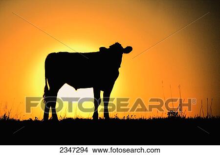 Picture - Livestock - Beef cow on a ridgeline silhouetted by the setting sun / Alberta, Canada.. Fotosearch