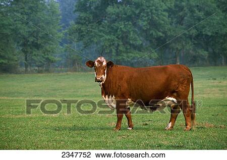 Livestock - Beefmaster beef cow on a green pasture / Florida, USA. View Large Photo Image Stock Image - Livestock - Beefmaster beef cow on a green pasture / Florida, USA.. Fotosearch