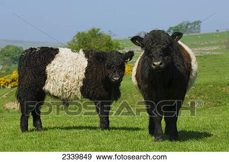 belted galloway cattle livestock beef steers yorkshire pasture scottish breed native north green kingdom england united fotosearch