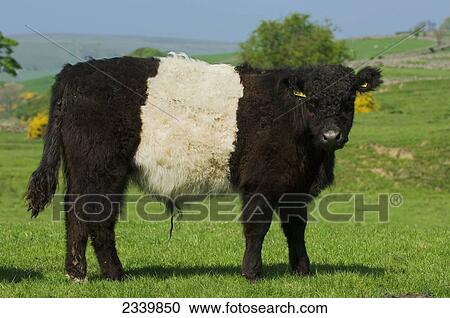 Stock Image - Livestock - Belted Galloway beef steer on a green pasture. The Belted Galloway is a Scottish native breed / North Yorkshire, England, United Kingdom.. Fotosearch