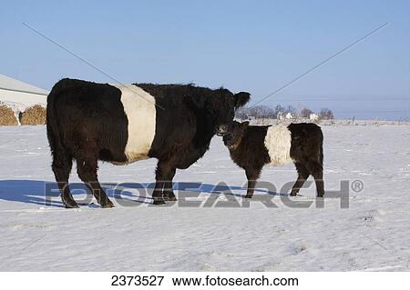 Stock Photo - Livestock - Belted Galloway cow and calf on a snow covered Winter pasture / Belvidere, Illinois, USA.. Fotosearch