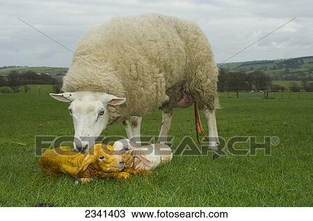Livestock - Beltex ewe on a green pasture with her newborn twin lambs / Cumbria, England, United Kingdom. View Large Photo Image Stock Image - Livestock - Beltex ewe on a green pasture with her newborn twin lambs / Cumbria, England, United Kingdom.. Fotosearch