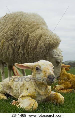 Stock Photo - Livestock - Beltex ewe on a green pasture with her newborn twin lambs / Cumbria, England, United Kingdom.. Fotosearch