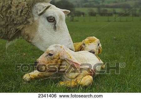 Stock Photograph - Livestock - Beltex ewe on a green pasture with her newborn twin lambs / Cumbria, England, United Kingdom.. Fotosearch