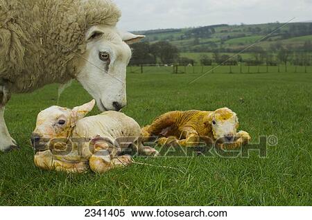 Livestock - Beltex ewe on a green pasture with her newborn twin lambs / Cumbria, England, United Kingdom. View Large Photo Image Stock Photography - Livestock - Beltex ewe on a green pasture with her newborn twin lambs / Cumbria, England, United Kingdom.. Fotosearch