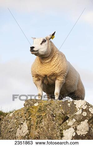 Stock Image - Livestock - Beltex sheep standing on a rock outcropping. Beltex are a cross between Belgian and Texel, the name reflects the breed's origin as an offshoot of Texel sheep from Belgium / Scotland, United Kingdom.. Fotosearch