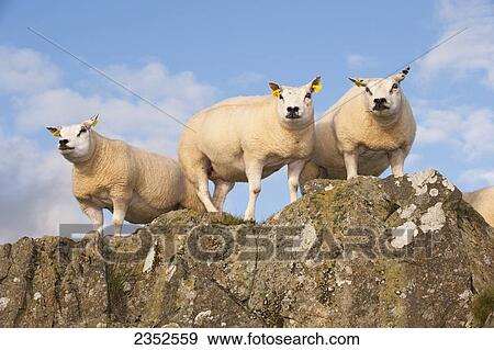 Stock Photo - Livestock - Beltex sheep standing on a rock outcropping. Beltex are a cross between Belgian and Texel, the name reflects the breed's origin as an offshoot of Texel sheep from Belgium / Scotland, United Kingdom.. Fotosearch