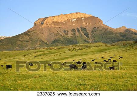 Stock Photography - Livestock - Black Angus beef cattle graze on a healthy green pasture with Ear Mountain in the background / Rocky Mountain Front, Montana, USA.. Fotosearch