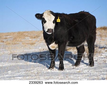 Livestock - Black Baldie heifer on a snow covered Winter native prairie pasture / Alberta, Canada. View Large Photo Image Stock Image - Livestock - Black Baldie heifer on a snow covered Winter native prairie pasture / Alberta, Canada.. Fotosearch