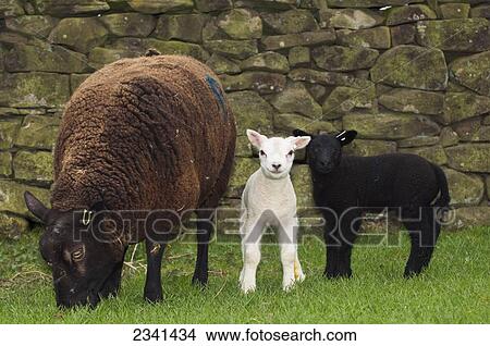 Picture - Livestock - Black texel ewe with twins, one white and one black, on a green pasture with a stone fence in the background / Cumbria, England, United Kingdom.. Fotosearch