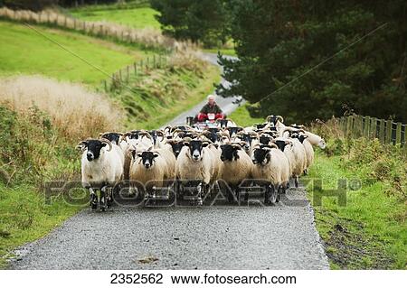 Stock Image - Livestock - Blackface ewes being herded up rural road with the farmer on a motorbike behind / England, United Kingdom.. Fotosearch