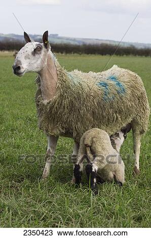 Livestock - Blue Faced Leicester ewe with suckling lamb / North Yorkshire, England, United Kingdom. View Large Photo Image Stock Image - Livestock - Blue Faced Leicester ewe with suckling lamb / North Yorkshire, England, United Kingdom.. Fotosearch