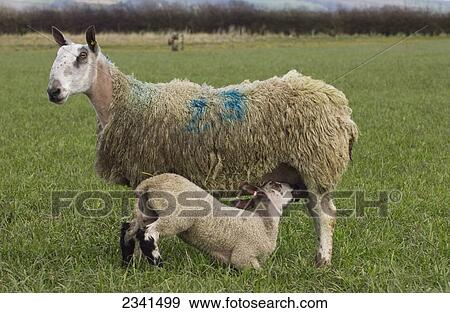 Stock Photo - Livestock - Blue Faced Leicester ewe with suckling lamb / North Yorkshire, England, United Kingdom.. Fotosearch