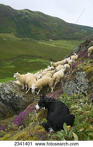 Livestock - Border Collie sheepdog watching over a flock of Welsh mules (crossbred) on a heather covered moorland. Mules are a crossbred sheep, sired by Blue Faced Leicester rams and generally a hill bred ewe / Mid Wales, United Kingdom. View Large Photo Image Stock Image - Livestock - Border Collie sheepdog watching over a flock of Welsh mules (crossbred) on a heather covered moorland. Mules are a crossbred sheep, sired by Blue Faced Leicester rams and generally a hill bred ewe / Mid Wales, United Kingdom.. Fotosearch