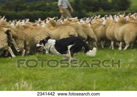 Stock Image - Livestock - Border Collie sheepdog rounding up sheep. Border Collies are used extensively to move sheep / Wales, United Kingdom.. Fotosearch