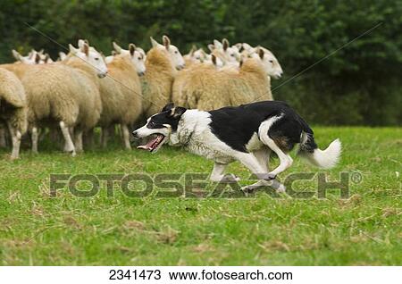 Stock Image - Livestock - Border Collie sheepdog rounding sheep up / United Kingdom.. Fotosearch