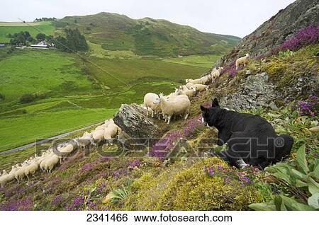 Stock Photograph - Livestock - Border Collie sheepdog watching over a flock of Welsh mules (crossbred) on a heather covered moorland. Mules are a crossbred sheep, sired by Blue Faced Leicester rams and generally a hill bred ewe / Mid Wales, United Kingdom.. Fotosearch