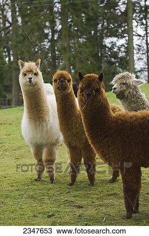 Stock Image - Livestock - Brown and white alpaca paco adults on a pasture during winter / Cumbria, England, United Kingdom.. Fotosearch