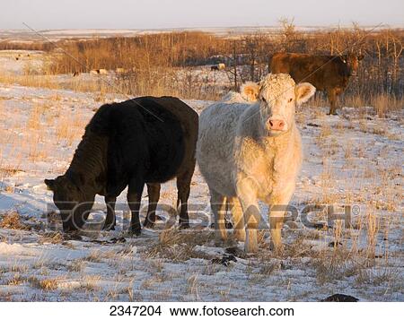 Picture - Livestock - Charolais and Black Angus beef cows feeding on a snow covered Winter pasture at sunset / Alberta, Canada.. Fotosearch