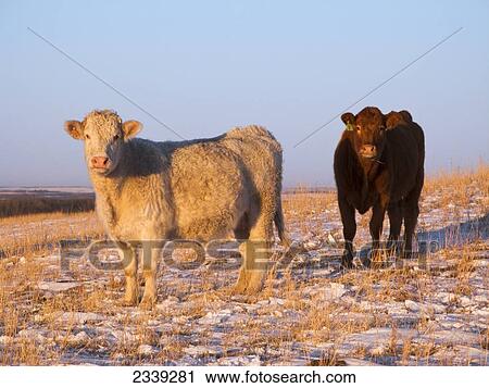 Stock Image - Livestock - Charolais and Red Angus beef cows on a snow covered Winter pasture at sunset / Alberta, Canada.. Fotosearch