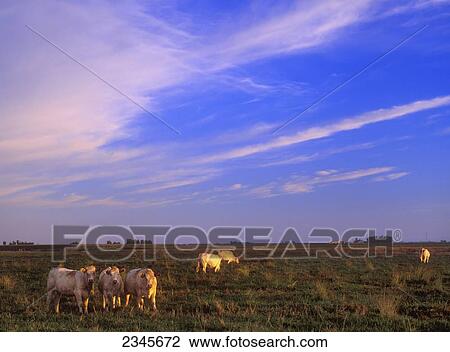 Livestock - Charolais beef cattle on a green pasture at sunset / Sacramento Valley, California, USA. View Large Photo Image Stock Image - Livestock - Charolais beef cattle on a green pasture at sunset / Sacramento Valley, California, USA.. Fotosearch