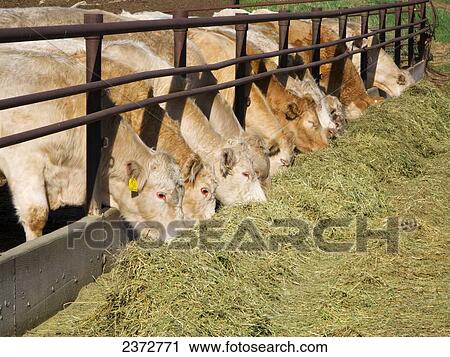 Stock Image - Livestock - Charolais beef cattle feeding on haylage (chopped hay) at a feed bunk at a commercial feedlot / Alberta, Canada.. Fotosearch