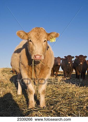 Stock Photograph - Livestock - Charolais-cross beef cow with Red Angus cows in the background / Alberta, Canada.. Fotosearch