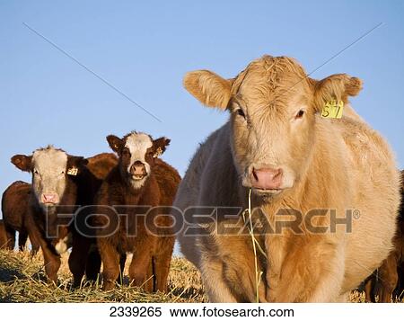 Livestock - Charolais-cross beef cow with mixed breed cows in the background / Alberta, Canada. View Large Photo Image Stock Photography - Livestock - Charolais-cross beef cow with mixed breed cows in the background / Alberta, Canada.. Fotosearch