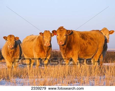 Stock Photo - Livestock - Charolais-cross beef cows on a snow covered Winter pasture at sunset / Alberta, Canada.. Fotosearch