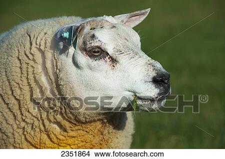 Livestock - Closeup of a Beltex sheep. Beltex are a cross between Belgian and Texel, the name reflects the breed's origin as an offshoot of Texel sheep from Belgium / Scotland, United Kingdom. View Large Photo Image Picture - Livestock - Closeup of a Beltex sheep. Beltex are a cross between Belgian and Texel, the name reflects the breed's origin as an offshoot of Texel sheep from Belgium / Scotland, United Kingdom.. Fotosearch