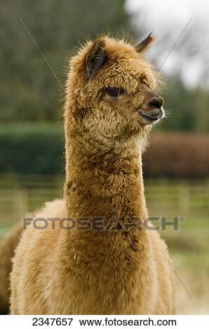 Livestock - Closeup of a brown alpaca paco adult on a pasture during winter / Cumbria, England, United Kingdom. View Large Photo Image Stock Photo - Livestock - Closeup of a brown alpaca paco adult on a pasture during winter / Cumbria, England, United Kingdom.. Fotosearch