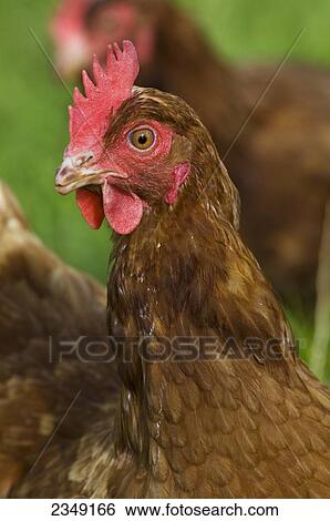 Stock Photograph - Livestock - Closeup of a free range hybrid layer hen / Lake District, England, United Kingdom.. Fotosearch