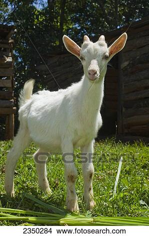 Livestock - Closeup of a goat kid on a farm / Kenya, Africa. View Large Photo Image Picture - Livestock - Closeup of a goat kid on a farm / Kenya, Africa.. Fotosearch