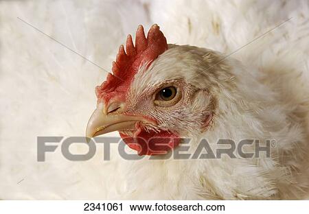 Stock Image - Livestock - Closeup of a mature broiler chicken in a poultry house / Iowa, USA.. Fotosearch