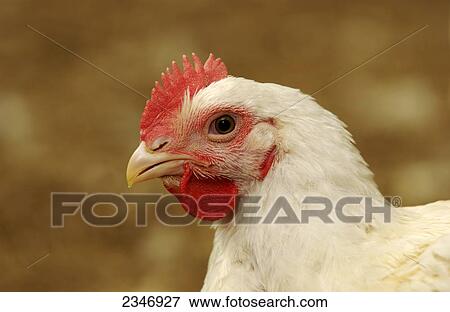 Stock Photo - Livestock - Closeup of a mature broiler chicken in a poultry house / Iowa, USA.. Fotosearch