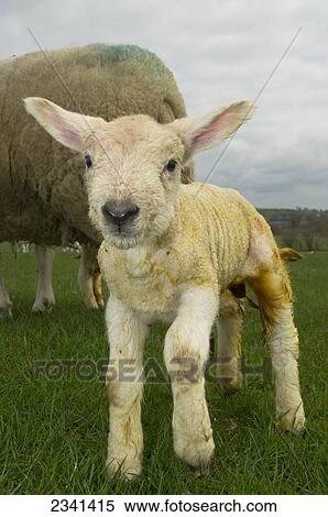 Livestock - Closeup of a newborn Beltex lamb on a green pasture / Cumbria, England, United Kingdom. View Large Photo Image Stock Photography - Livestock - Closeup of a newborn Beltex lamb on a green pasture / Cumbria, England, United Kingdom.. Fotosearch
