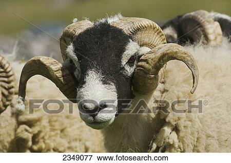 Stock Photo - Livestock - Closeup of a Swaledale ram. This breed originates from the Yorkshire Dales and is very popular throughout the hill regions of the UK / Cumbria, England, United Kingdom.. Fotosearch