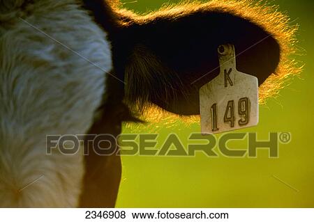 Stock Photo - Livestock - Closeup of an ear tag on a Black Baldie beef cow / Central Iowa, USA.. Fotosearch