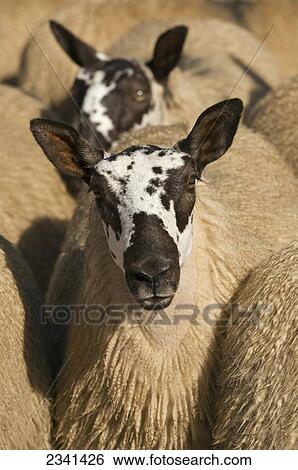 Stock Photograph - Livestock - Closeup of Beulah Speckle Faced mule (crossbred) gimmers (female sheep) in a flock / Wales, United Kingdom.. Fotosearch