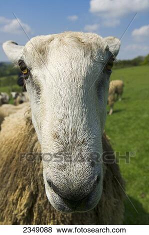Stock Photo - Livestock - Closeup of the face of a yearling Blue Faced Leicester ram / Hexham, Northumberland, England, United Kingdom.. Fotosearch