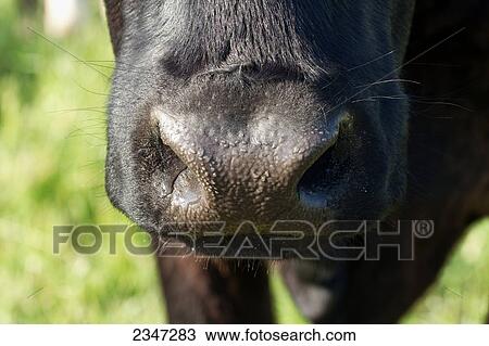 Stock Image - Livestock - Closeup of the nose of a Black Angus beef cow / Alberta, Canada.. Fotosearch