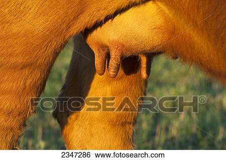 Stock Photograph - Livestock - Closeup of the udder of a Red Angus beef cow / Alberta, Canada.. Fotosearch